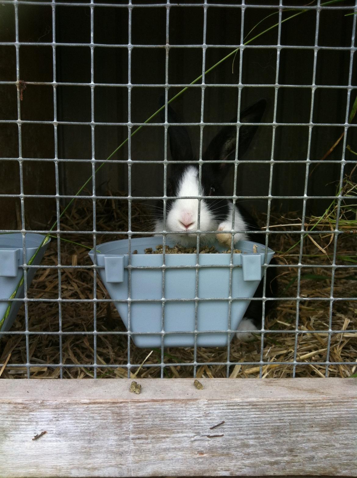 Kanin Stald Bella Vistas Oliver Twist billede 1