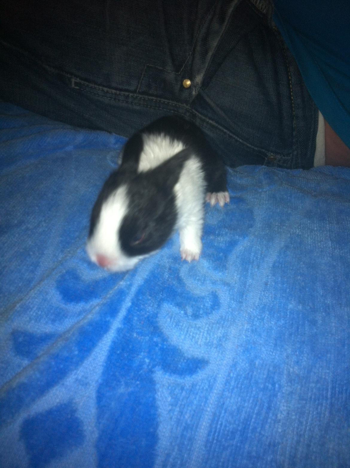 Kanin Stald Bella Vistas Oliver Twist billede 5