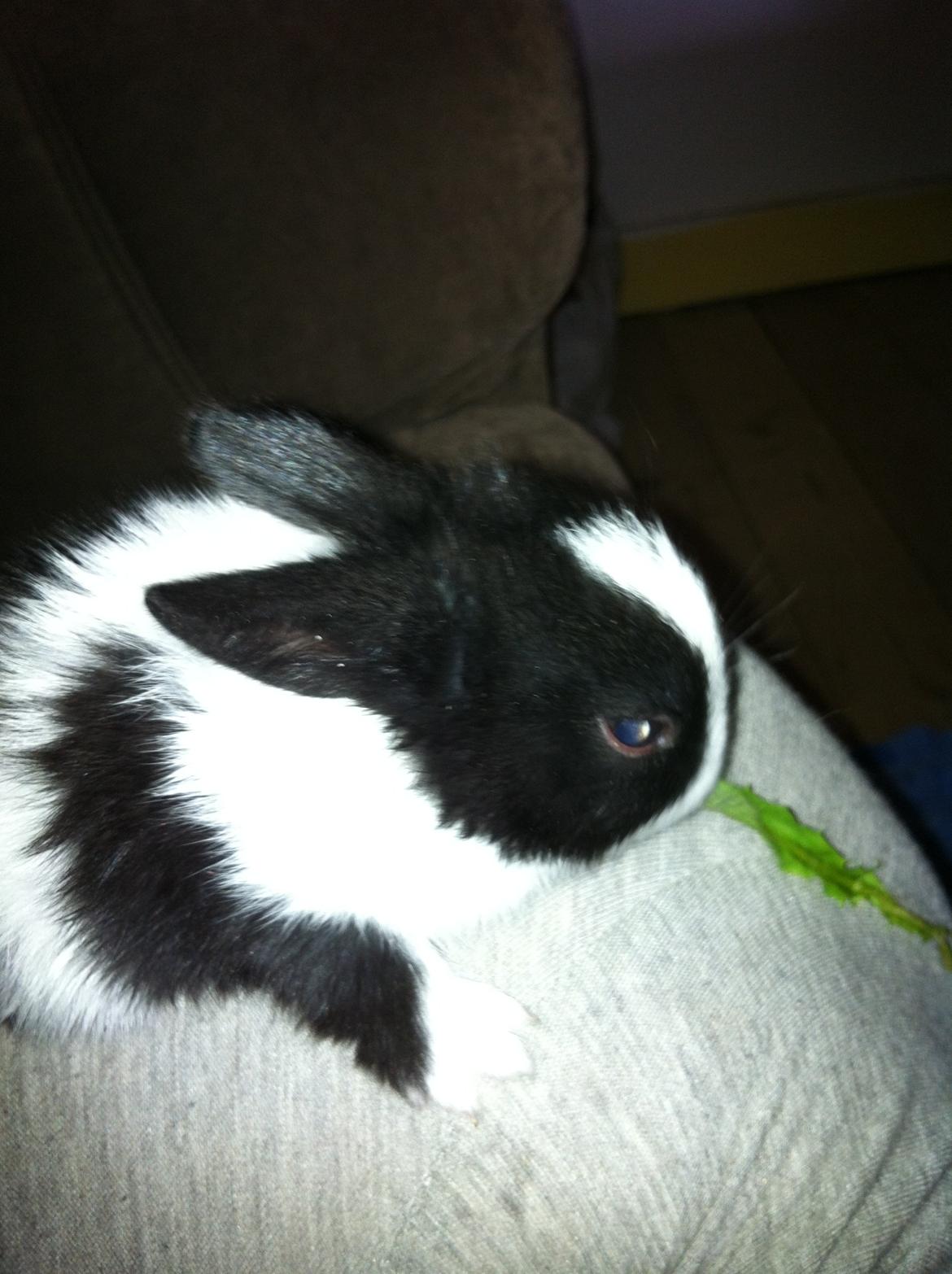 Kanin Stald Bella Vistas Oliver Twist billede 6