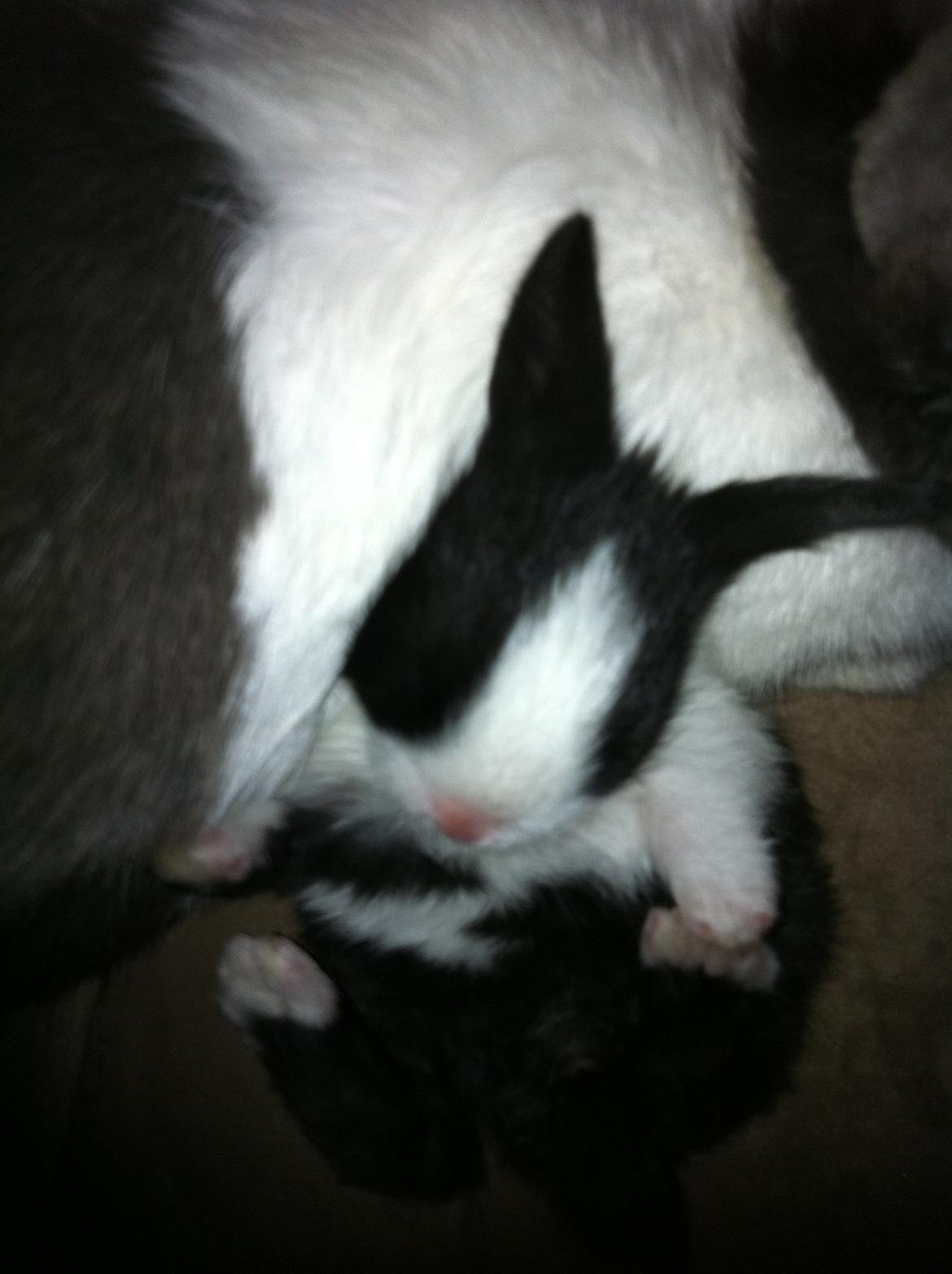 Kanin Stald Bella Vistas Oliver Twist billede 3