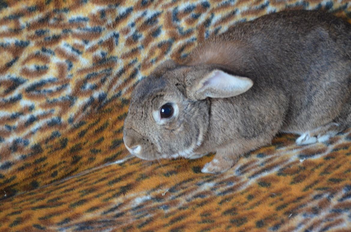 Kanin Stald Wittings Emil billede 1