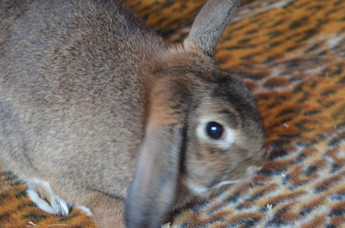 Kanin Stald Wittings Emil billede 2