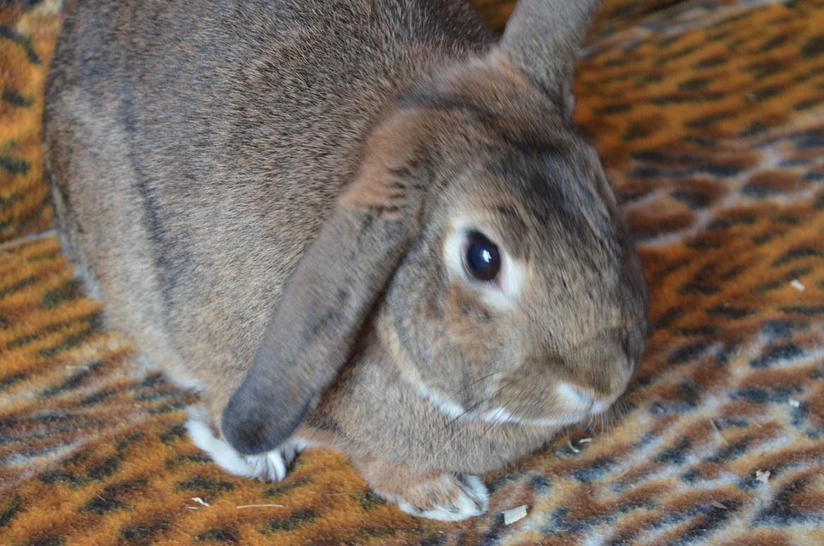 Kanin Stald Wittings Emil billede 3