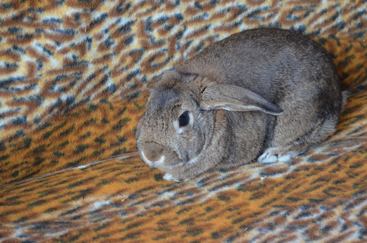 Kanin Stald Wittings Emil billede 4