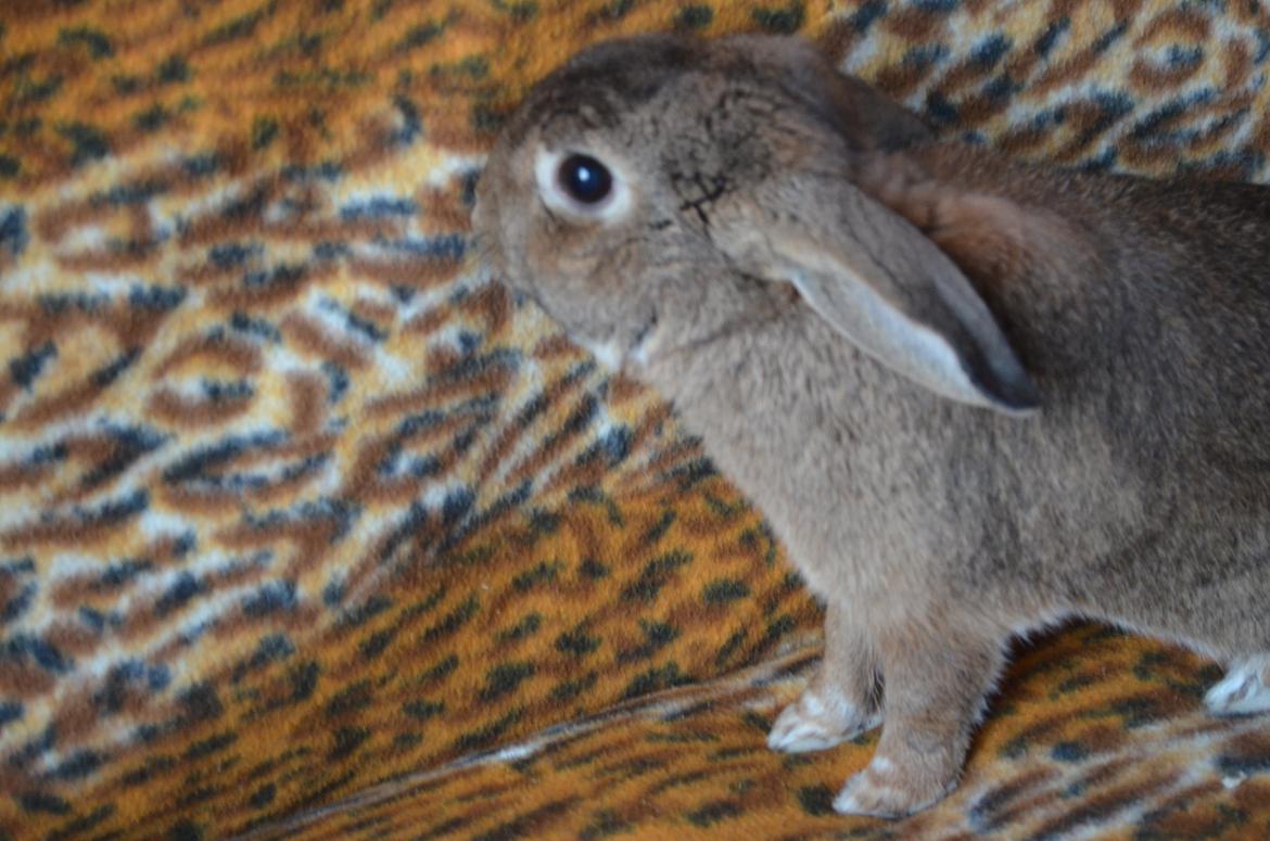 Kanin Stald Wittings Emil billede 5