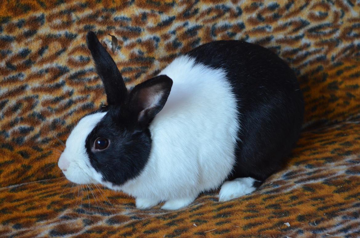 Kanin Stald witting Tarzan billede 1