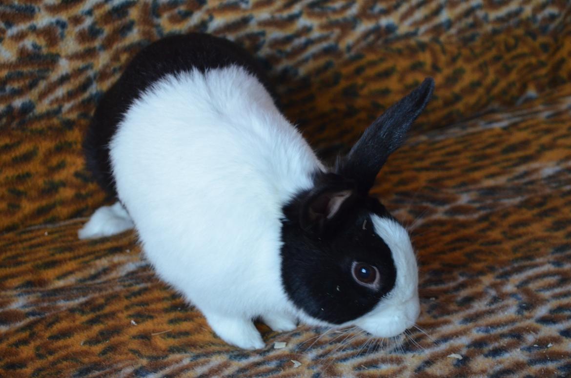 Kanin Stald witting Tarzan billede 2