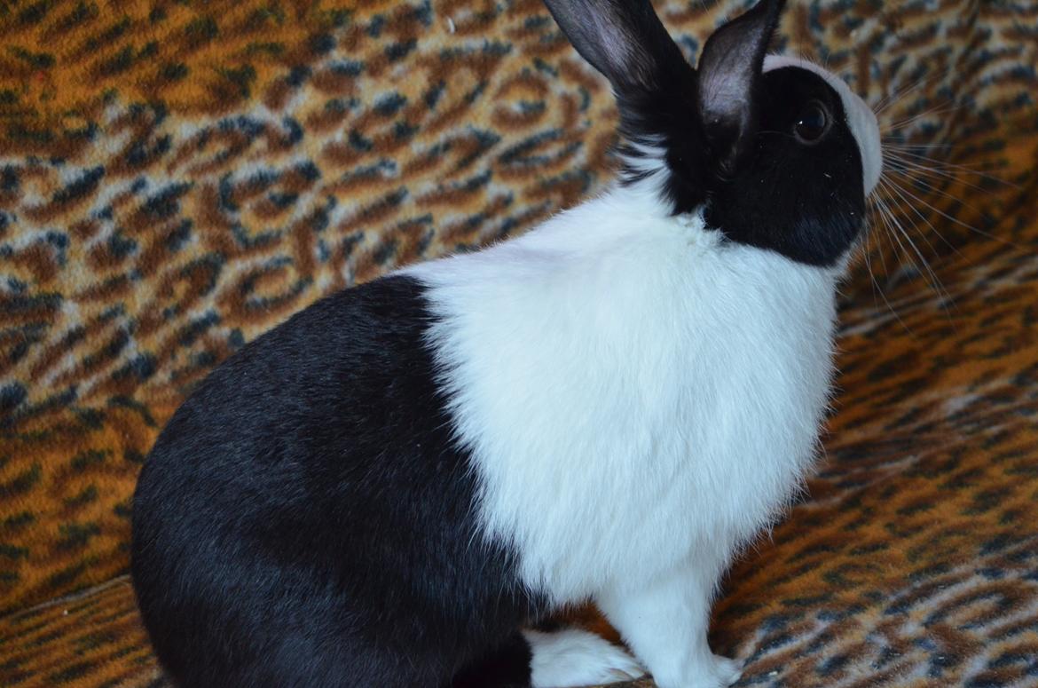 Kanin Stald witting Tarzan billede 3