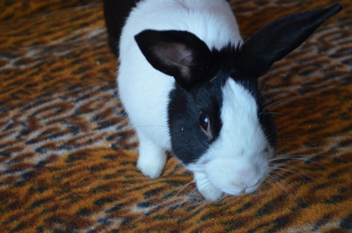 Kanin Stald witting Tarzan billede 4