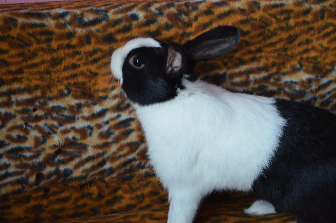 Kanin Stald witting Tarzan billede 5