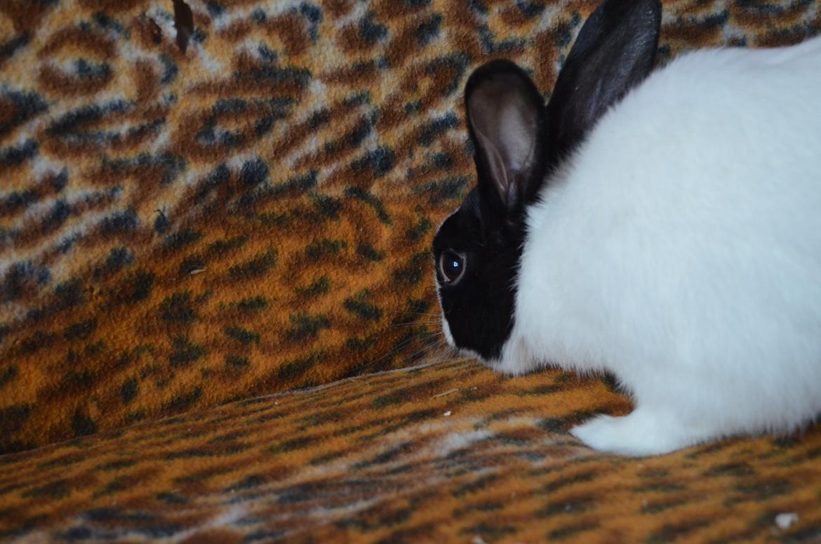 Kanin Stald witting Tarzan billede 6