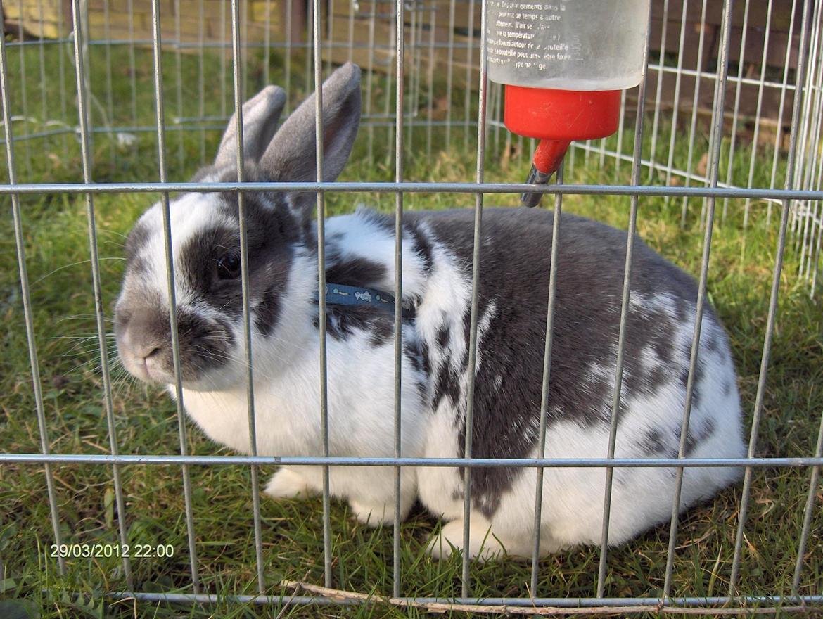 Kanin Chili!<3 - Velkommen Til Prinsessens Profil håber i vil kunne lide hende!<3 billede 1