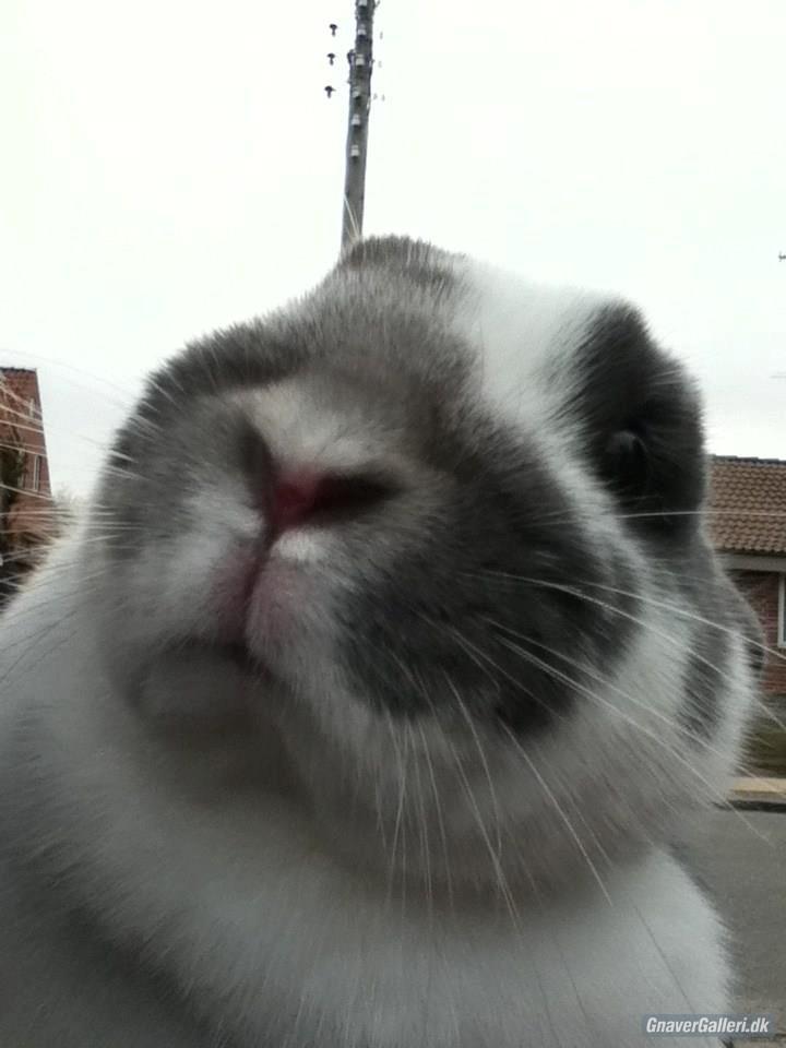 Kanin Chili!<3 - tre ord JEG ELSKER DIG! billede 2