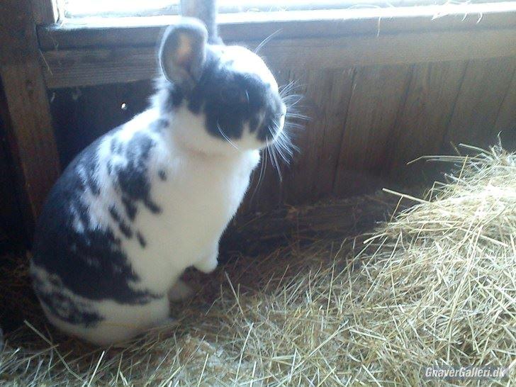 Kanin Chili!<3 - Hehe ved ik hvad jeg skal skrive?<33 billede 3