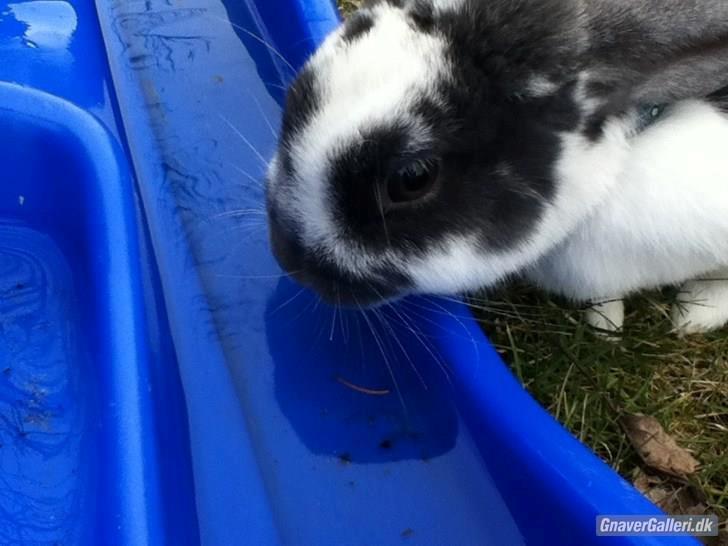 Kanin Chili!<3 billede 4