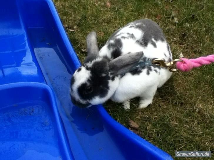 Kanin Chili!<3 billede 5