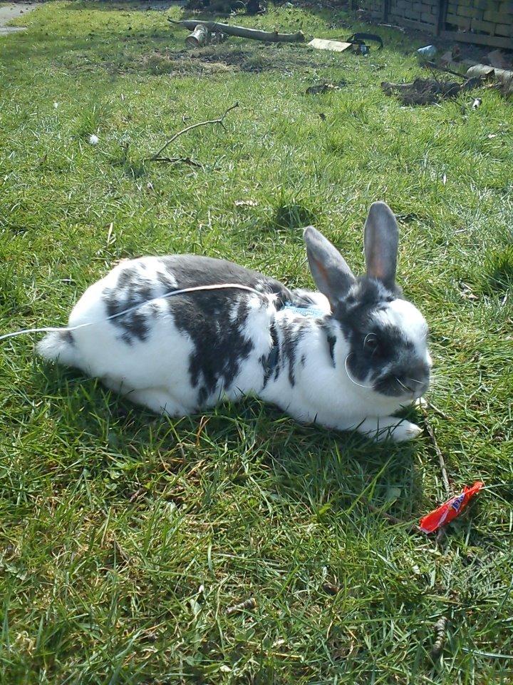 Kanin Chili!<3 billede 7