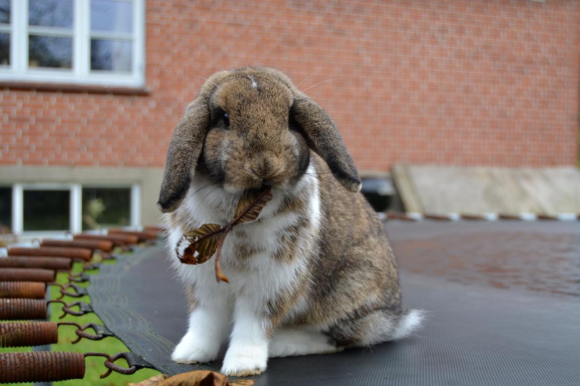 Kanin Aloreda's Kalaha billede 2