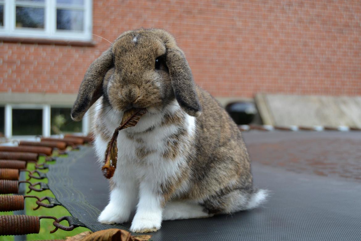 Kanin Aloreda's Kalaha billede 1