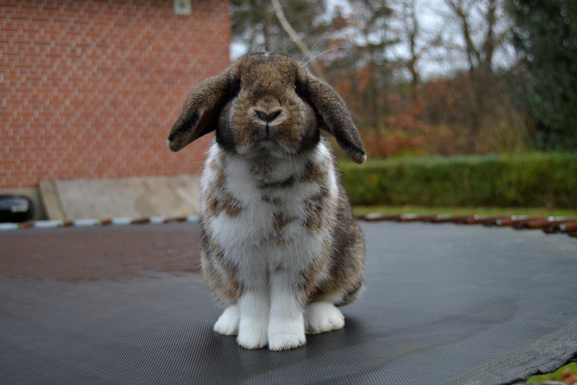 Kanin Aloreda's Kalaha billede 3