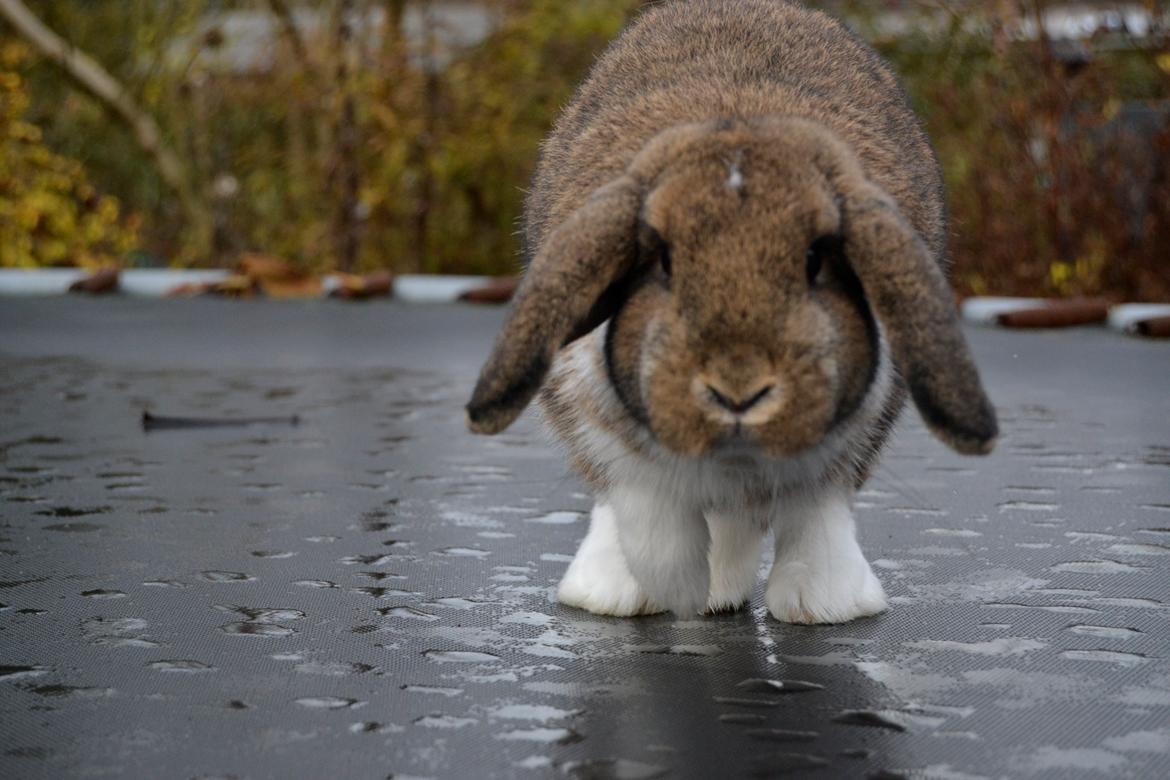 Kanin Aloreda's Kalaha billede 5