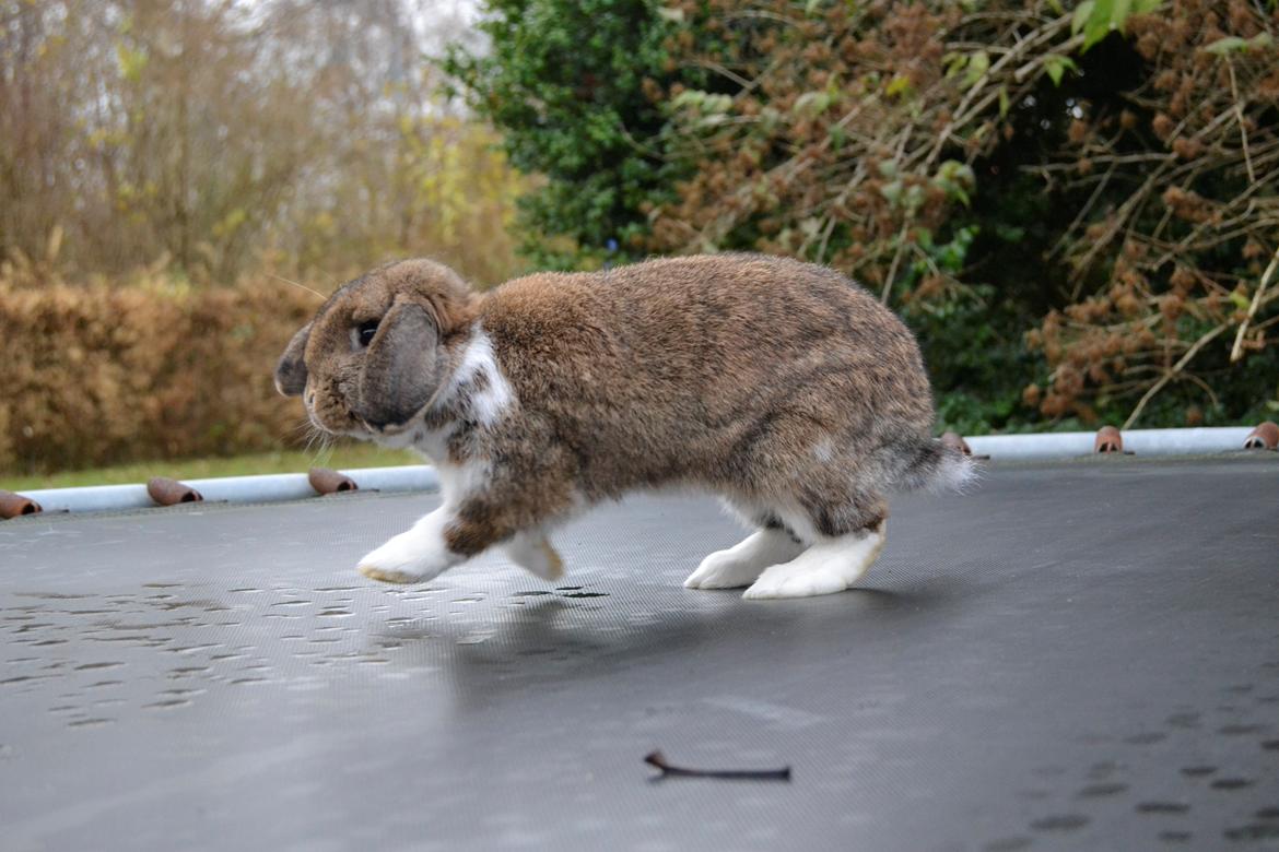 Kanin Aloreda's Kalaha billede 7