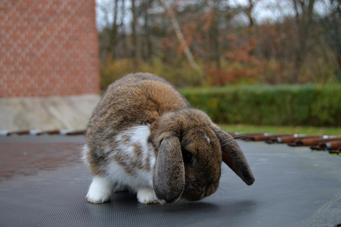 Kanin Aloreda's Kalaha billede 6