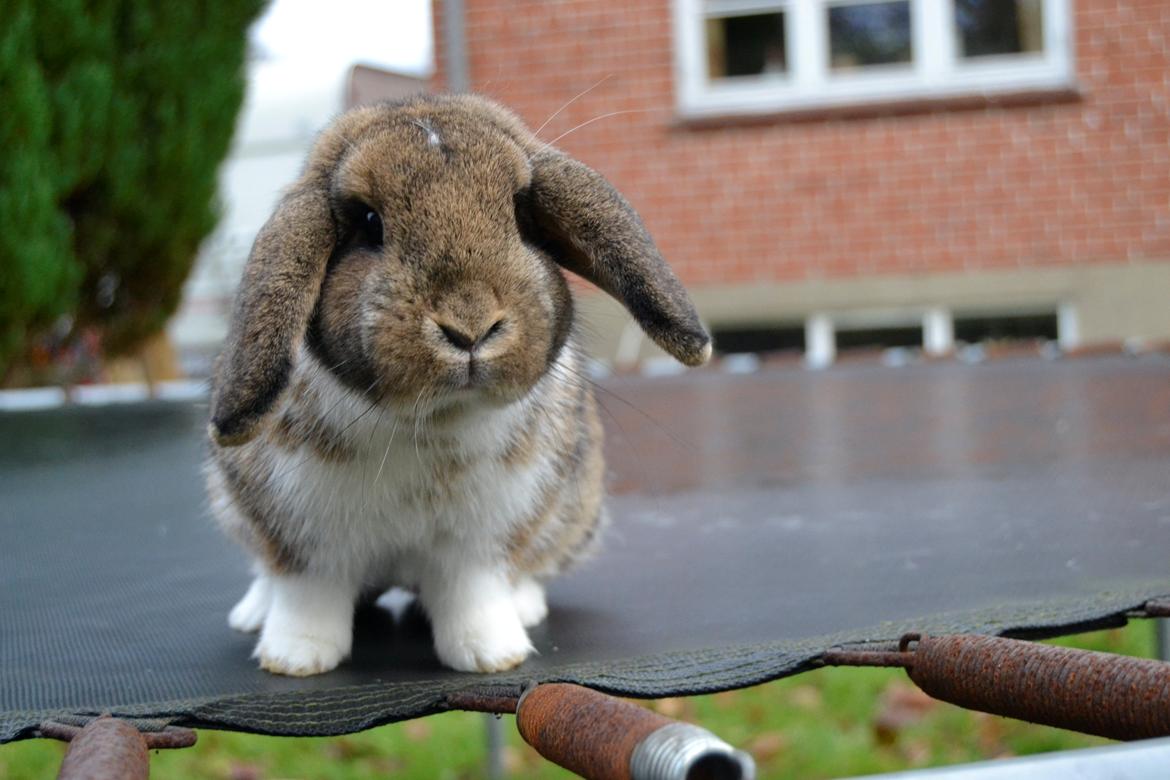 Kanin Aloreda's Kalaha billede 4