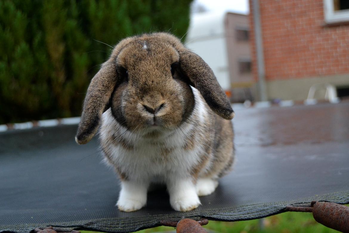 Kanin Aloreda's Kalaha billede 13