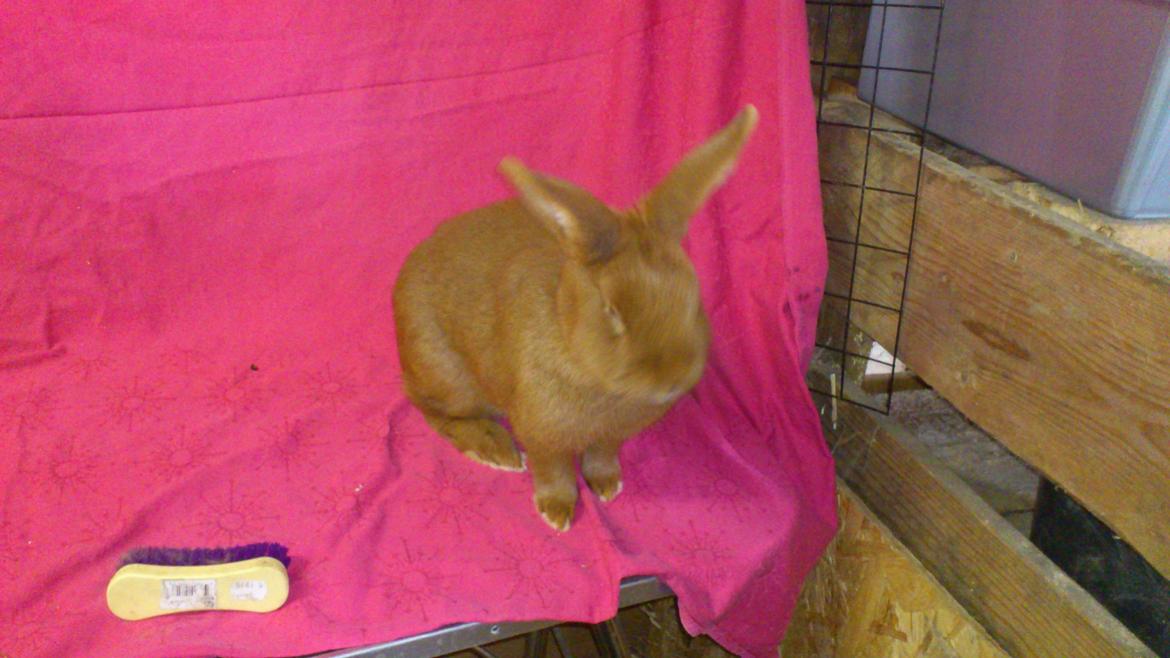 Kanin New Zealand Red. Bodil billede 1