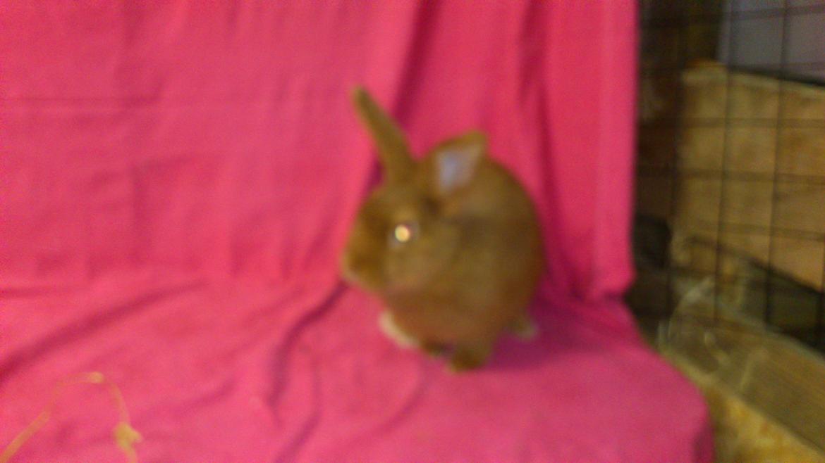 Kanin New Zealand Red. Bodil billede 2