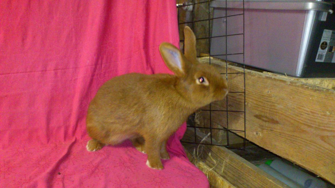 Kanin New Zealand Red. Bodil billede 5
