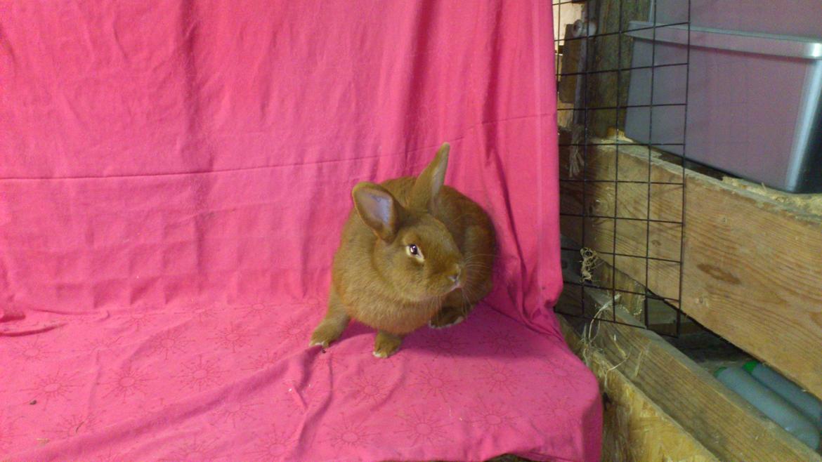 Kanin New Zealand Red. Bodil billede 6