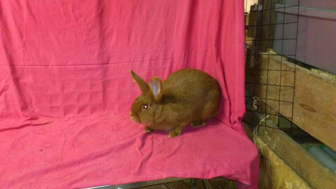 Kanin New Zealand Red. Bodil billede 7