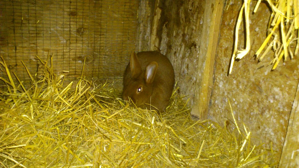 Kanin New Zealand Red. Bodil billede 8