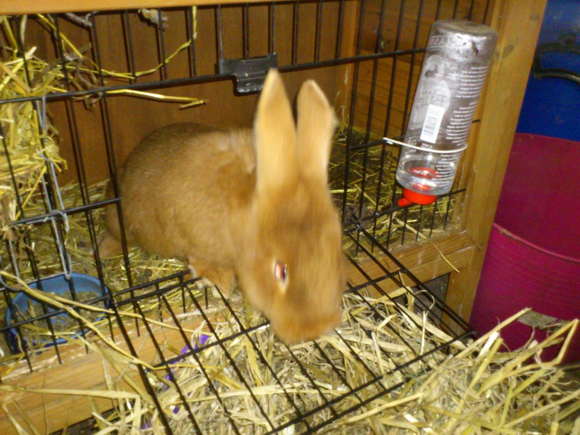 Kanin New Zealan Red. Junior billede 1