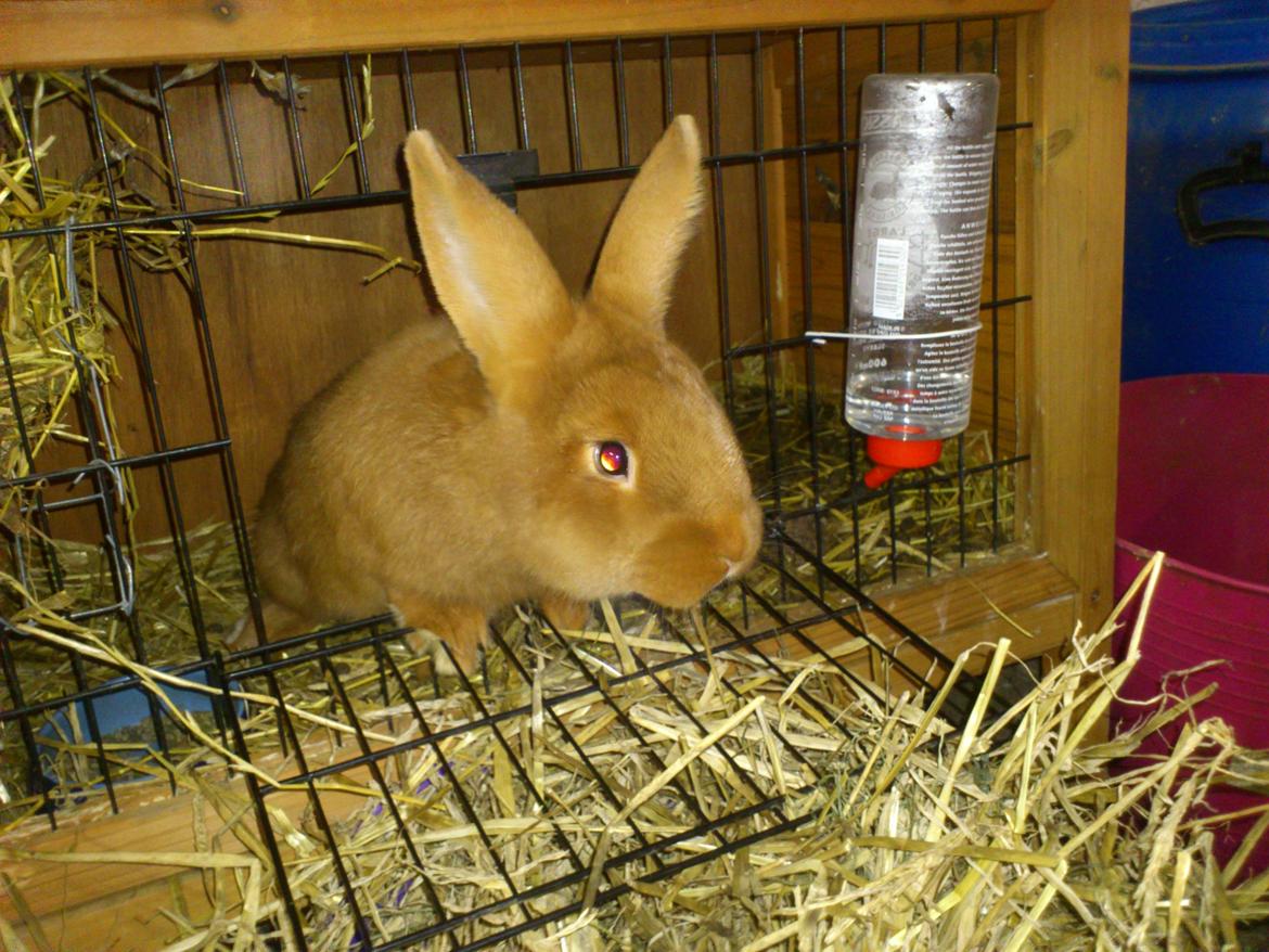 Kanin New Zealan Red. Junior billede 2