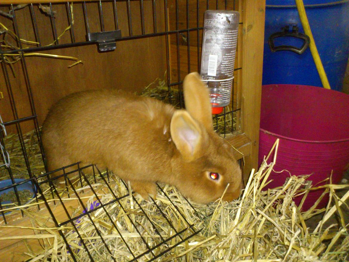 Kanin New Zealan Red. Junior billede 3