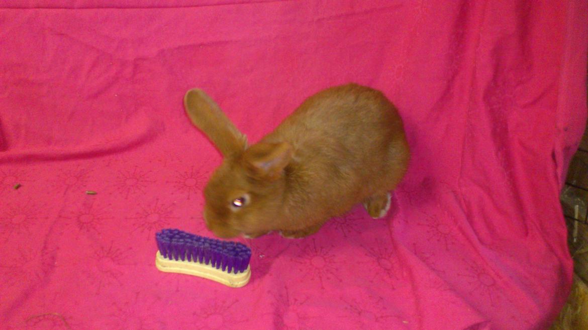 Kanin New Zealan Red. Junior billede 4