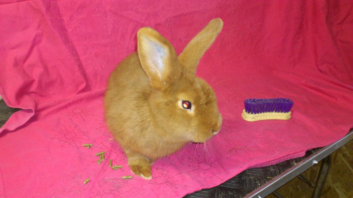 Kanin New Zealan Red. Junior billede 5