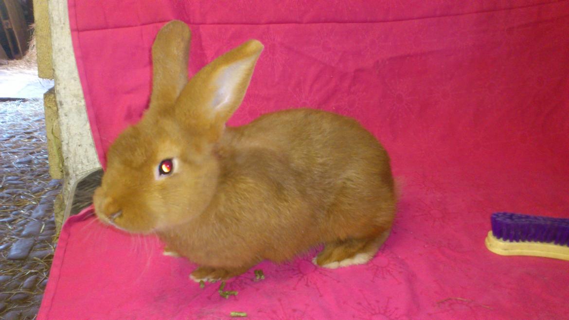 Kanin New Zealan Red. Junior billede 6