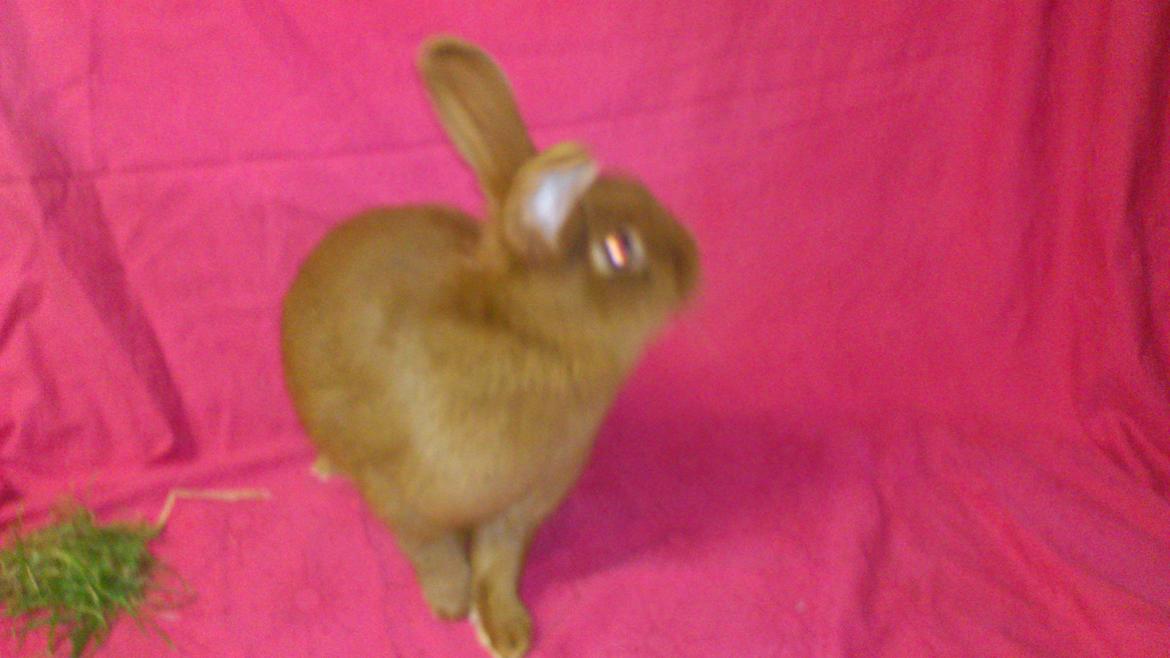 Kanin New Zealan Red. Junior billede 7