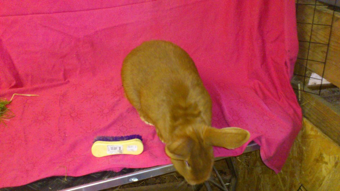 Kanin New Zealan Red. Junior billede 8