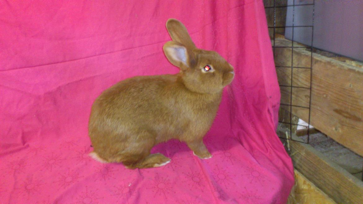 Kanin New Zealan Red. Junior billede 9