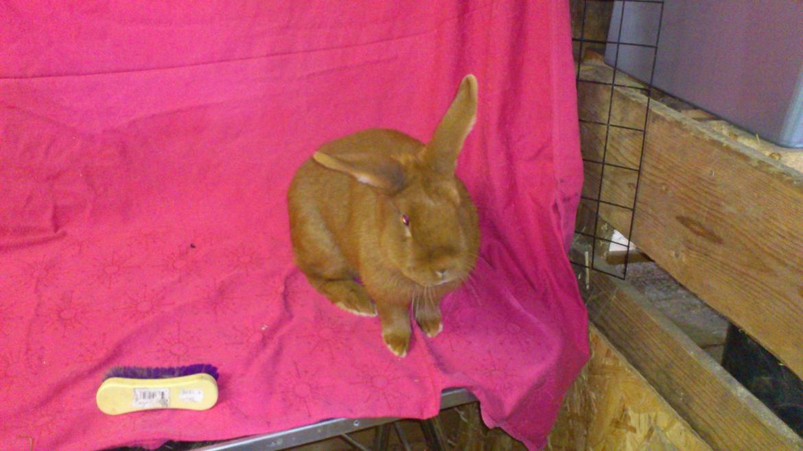 Kanin New Zealan Red. Junior billede 10