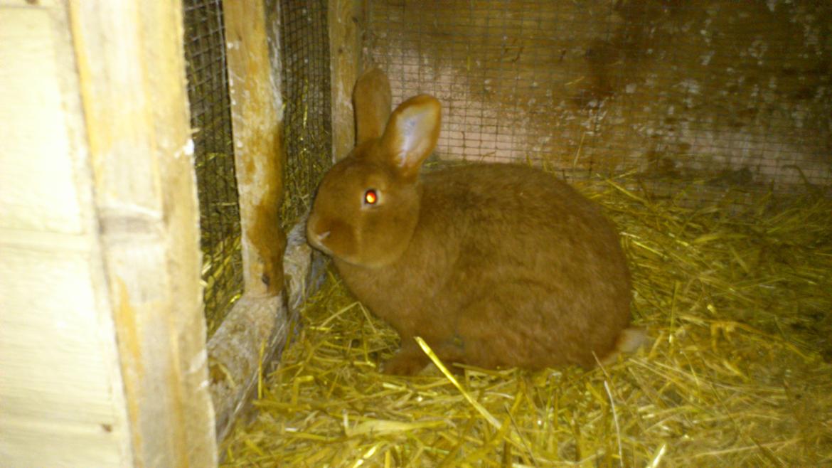 Kanin New Zealan Red. Junior billede 11