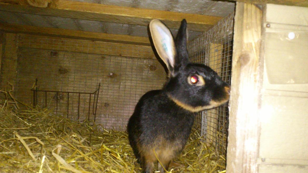 Kanin Belgisk Hare. Carla billede 1