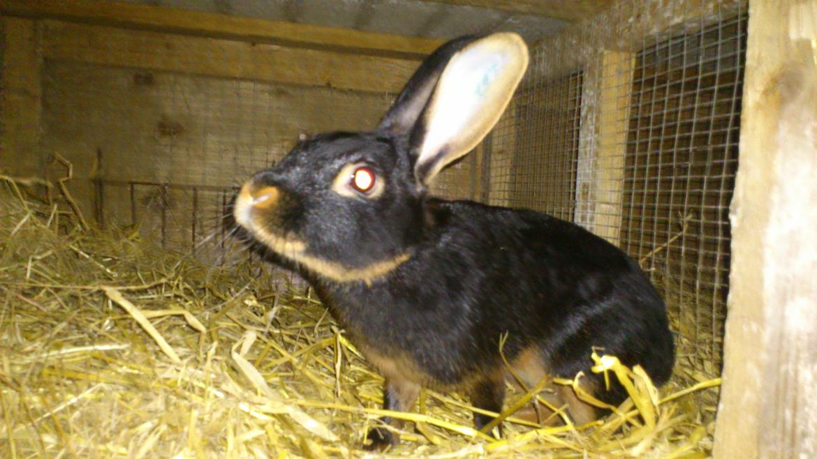 Kanin Belgisk Hare. Carla billede 2