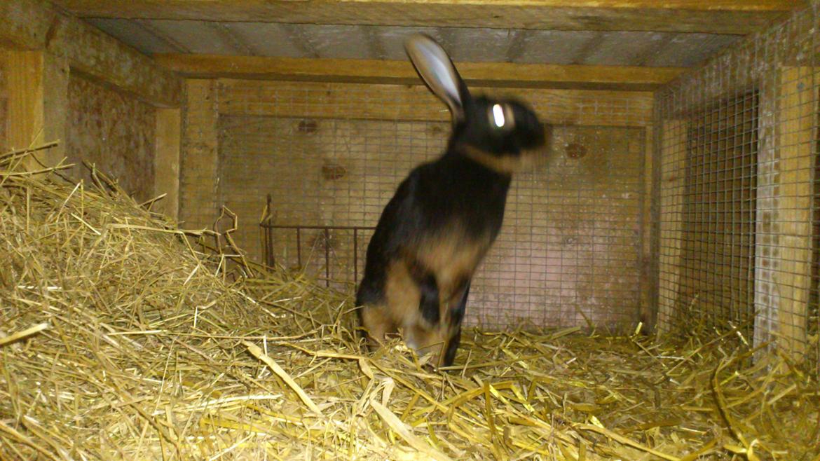 Kanin Belgisk Hare. Carla billede 3