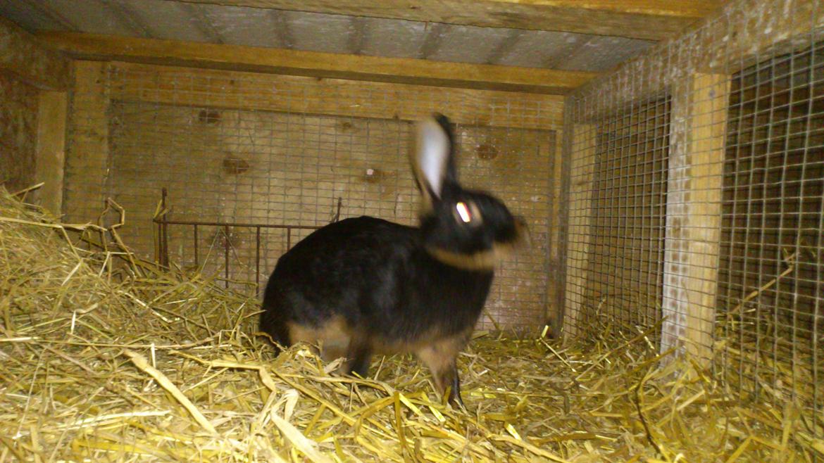 Kanin Belgisk Hare. Carla billede 4